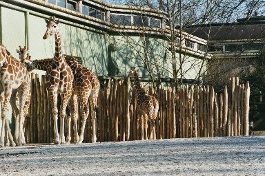 20030322413 blijdorp giraffes 4